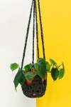 Plant Hammock - Blush