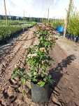 Viburnum Tinus ‘eve Prince’ 10LT