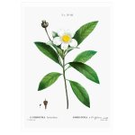 Gordonia Art Print