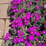 Lampranthus Assorted Vygie 4LT