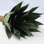 Agave Plant Med 50 Cm