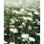 Tear Resistant Deco Print Daisies
