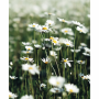 Tear Resistant Deco Print Daisies
