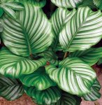 Calathea Orbiforlia Seedlings - 3 Plug Plants