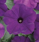 Petunia Easy Wave Blue Seed - 250 Pelleted Seed