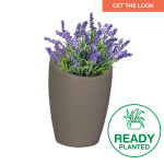 Planted Estantia Sun - Amper