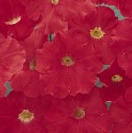 Petunia Carpet Bright Red Seed - 50 Pelleted Seed