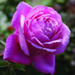Towering Rose Magic Climbing Rose 5LT