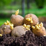Valor Seed Potatoes 10 Per Bag