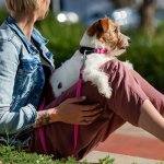 Rogz Control Collar Fanbelt HCW06 – Opens 37-56CM