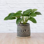 Philodendron - Emerald Green - In Zuzu Palm Leaf Basket