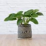 Philodendron - Emerald Green - In Zuzu Palm Leaf Basket