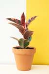 Rubber Plant - Ficus Elastica Robusta Belize 20CM