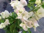 Bougainvillea Apple Blossom 10LT