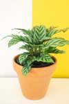 Calathea Freddy - 15CM