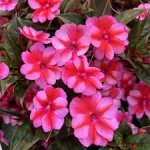Impatiens Sunpatiens Compact 30CM Pot