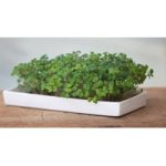Microgreens Starter Kit Seeded Grow Pads