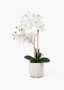 Orchid In Glazed Ceramic Pot