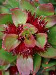 Carlypso Red Leucospermum Pincushion 15CM Pot