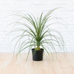 Sprouted Ponytail Palm - 15CM Nursery Pot
