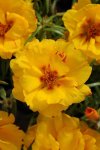 Portulaca Happy Hours Banana Seed - 5000 Multipelleted Seed