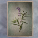 Foraged 4 Art Print - A4 Framed Canvas With Natural Wood Frame
