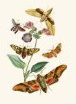 The Cabinet Of Oriental Entomology Pl Vii 1848 Art Print - A0