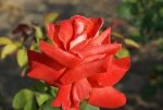 Bushveld Dawn Hybrid Tea Rose 5LT
