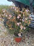Geraldton Wax ‘lorraine’ 15CM Pot