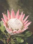 King Pink Protea 17CM Pot