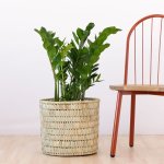 Zz Plant - Extra Large - In 35CM Fundo Basket