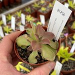 Butterwort Pinguicula 'wesser' - Large Potted Plant