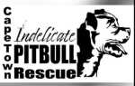 Donate Dog Food To Indelicate Pitbull Rescue Centre