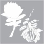 Stencil Protea New Double Layer