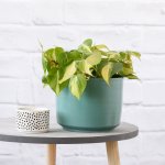 Philodendron Brasil - Large - In Teal Blue Migo Planter