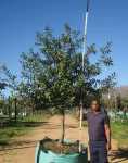 Sideroxylon Inerme 1000LT