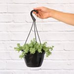 Donkey Tail - Burro - 20CM Nursery Hanging Basket