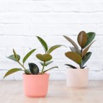 Rubber Tree - Robusta - In Ice Pink Ceramic Planter