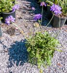 Click & Plant Online Nursery