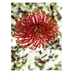 Pincushion 2 Art Print - A3
