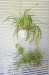 Chlorophytum Variegated 21CM H b