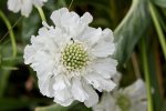 Scabiosa White 17CM Pot