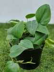 Philodendron Scandens 15CM Pot