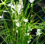 Ornithogalum Juncifolium 4LT
