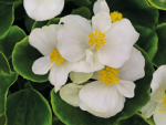 Begonia Sprint Plus White 6 Pack Tray