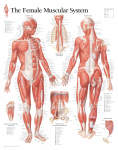 Female Muscular System 1101