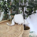 Shaped Pillow Long Eared White Sleeping Bunny