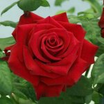 Ace Of Hearts Hybrid Tea Rose 5LT