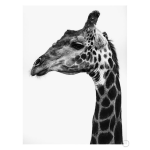 Super Safari 1 Art Print - A1