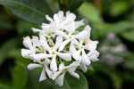 Trachelospermum Jasminoides 60LT Star Jasmine